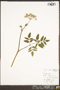 Angelica venenosa image