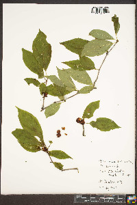 Ilex montana image