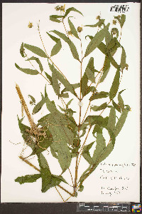 Helianthus microcephalus image