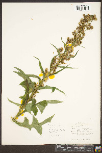 Lactuca biennis image