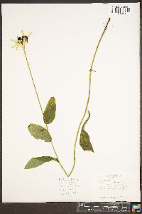 Rudbeckia hirta var. hirta image