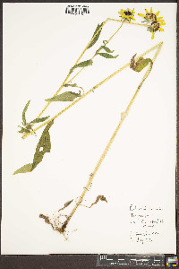 Rudbeckia hirta var. hirta image