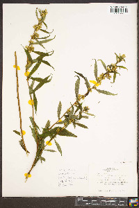 Solidago curtisii image