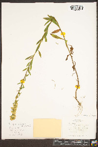 Solidago puberula var. puberula image