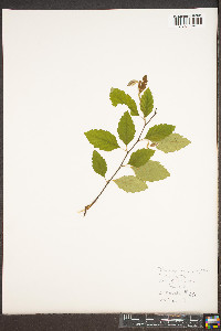 Betula papyrifera image