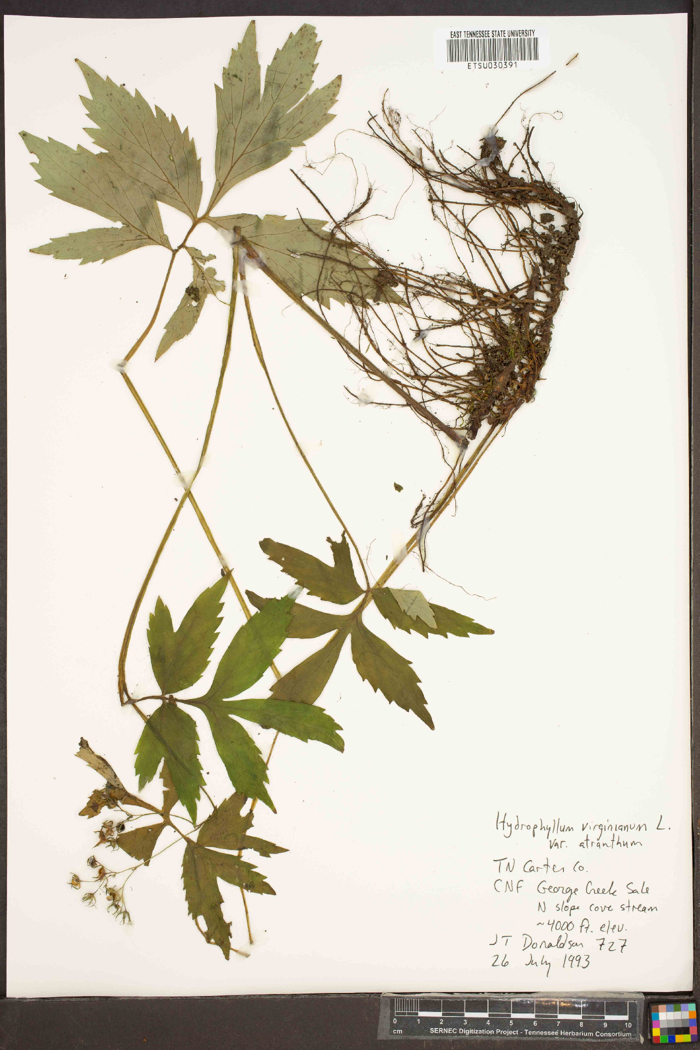 Hydrophyllum virginianum var. atranthum image