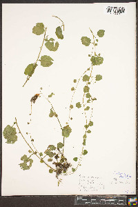 Cardamine rotundifolia image