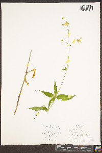 Silene stellata image