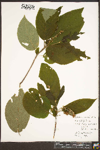 Clethra acuminata image