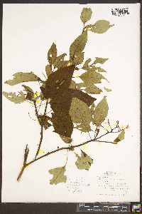 Cornus alternifolia image