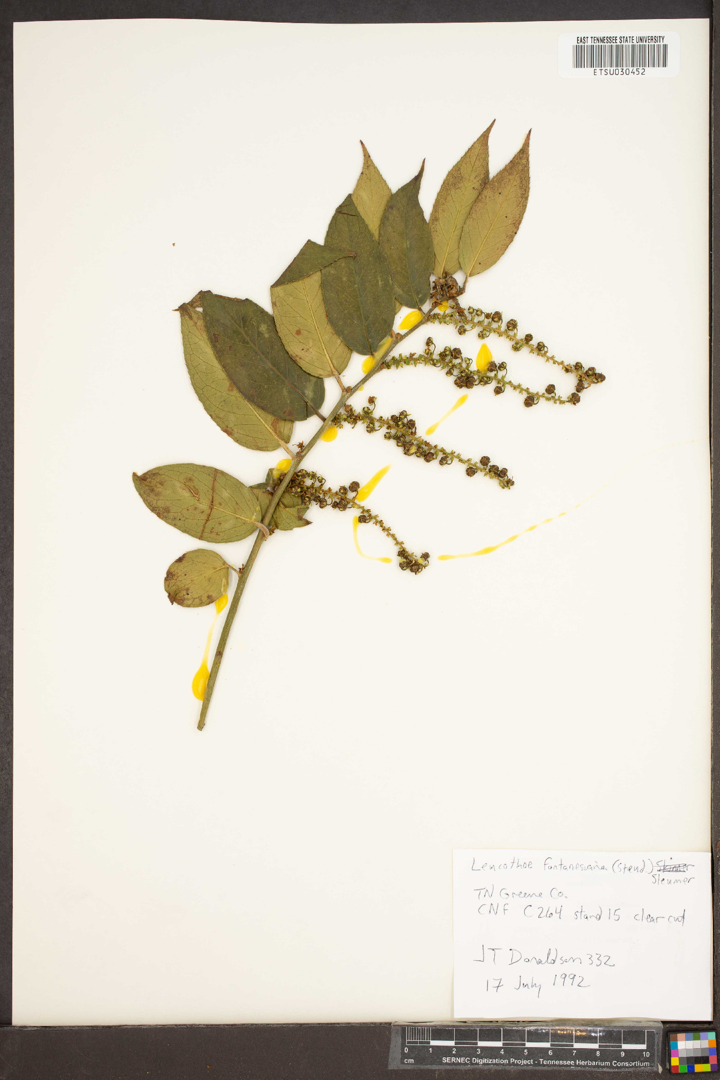 Leucothoe fontanesiana image