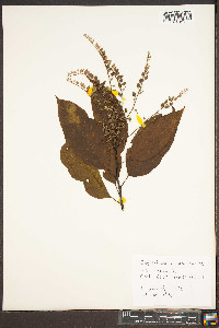 Oxydendrum arboreum image