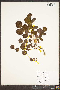 Robinia hispida image