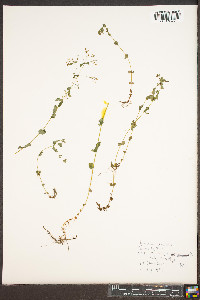 Hypericum mutilum var. mutilum image