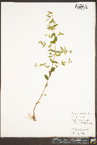 Hypericum mutilum var. mutilum image