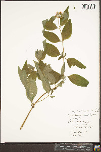 Pycnanthemum loomisii image