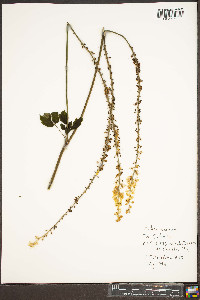 Actaea racemosa image