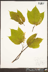 Acer pensylvanicum image