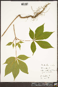 Aesculus flava image