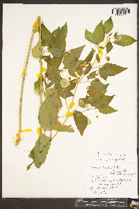 Physalis longifolia image