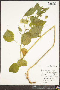 Physalis longifolia var. subglabrata image