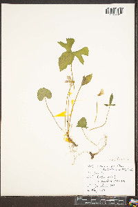 Viola palmata image