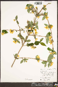 Philadelphus hirsutus image