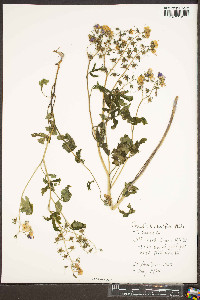 Phacelia bipinnatifida image