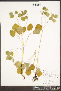 Thalictrum clavatum image