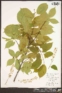 Prunus serotina var. serotina image