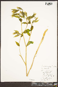 Prosartes lanuginosa image