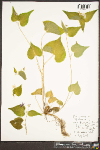 Viola canadensis var. canadensis image