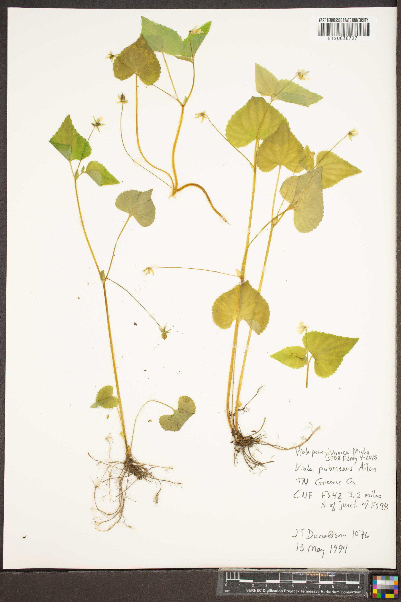 Viola pensylvanica image