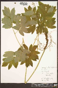 Caulophyllum thalictroides image