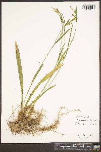 Carex platyphylla image