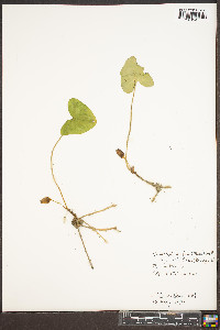 Hexastylis arifolia image