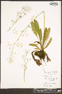 Micranthes micranthidifolia image