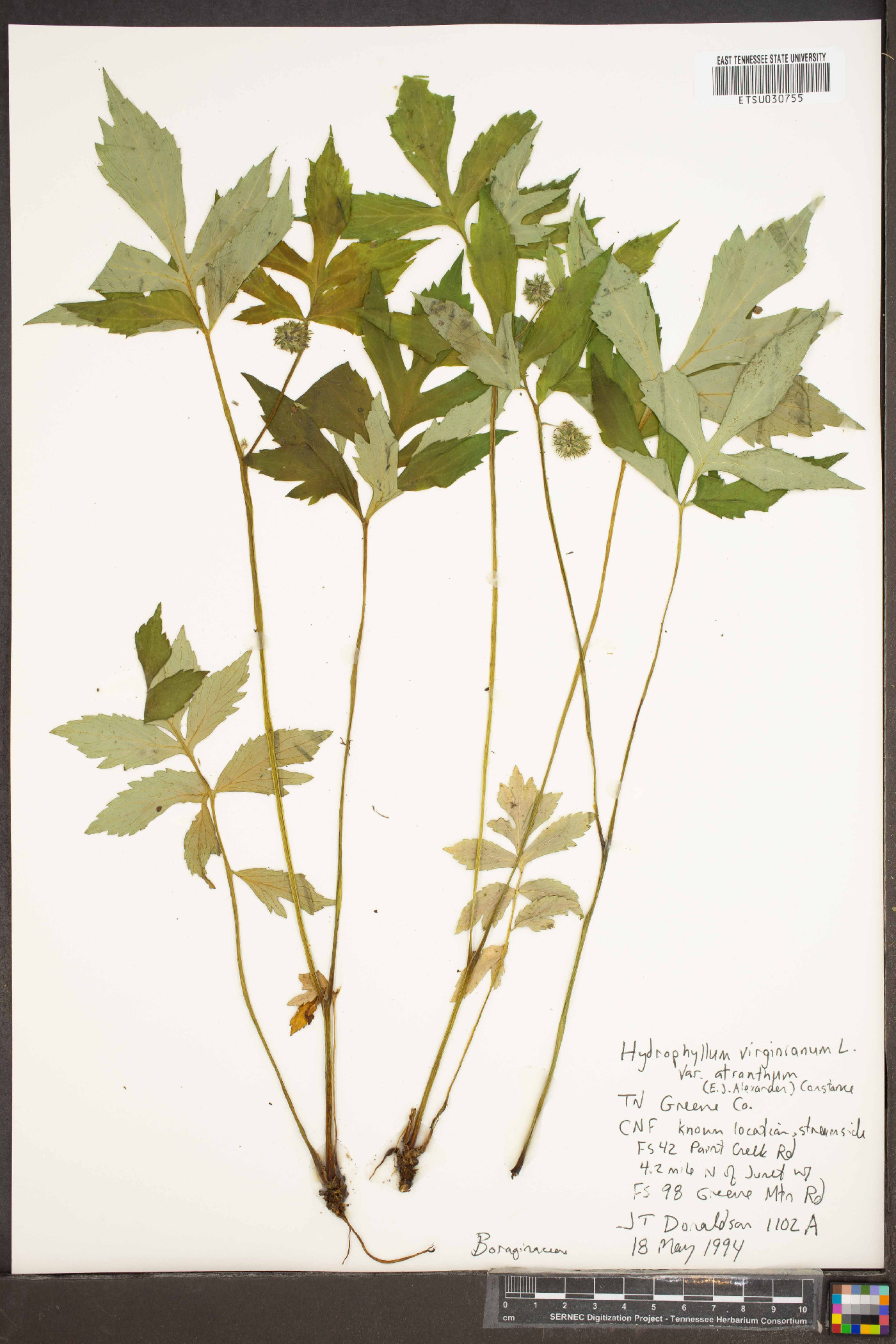 Hydrophyllum virginianum var. atranthum image