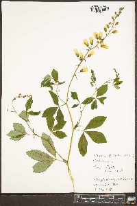 Thermopsis fraxinifolia image