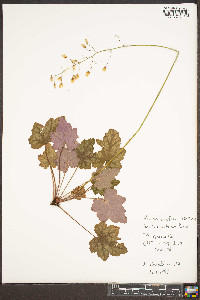 Heuchera longiflora image