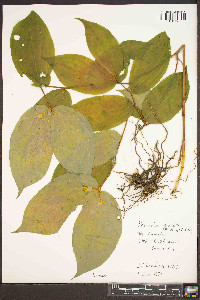 Prosartes maculata image