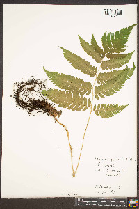 Dryopteris goldieana image