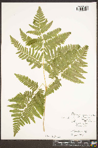 Pteridium aquilinum var. latiusculum image