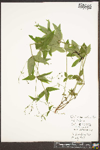 Galium lanceolatum image