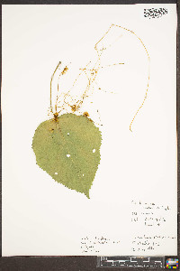 Cuscuta rostrata image