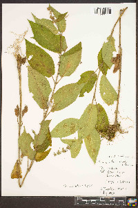 Stachys nuttallii image