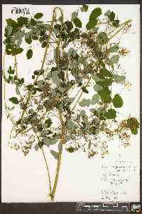 Thalictrum pubescens image