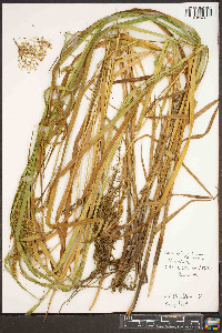 Carex crinita var. crinita image