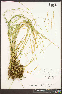 Carex ruthii image