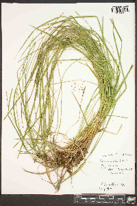 Carex ruthii image